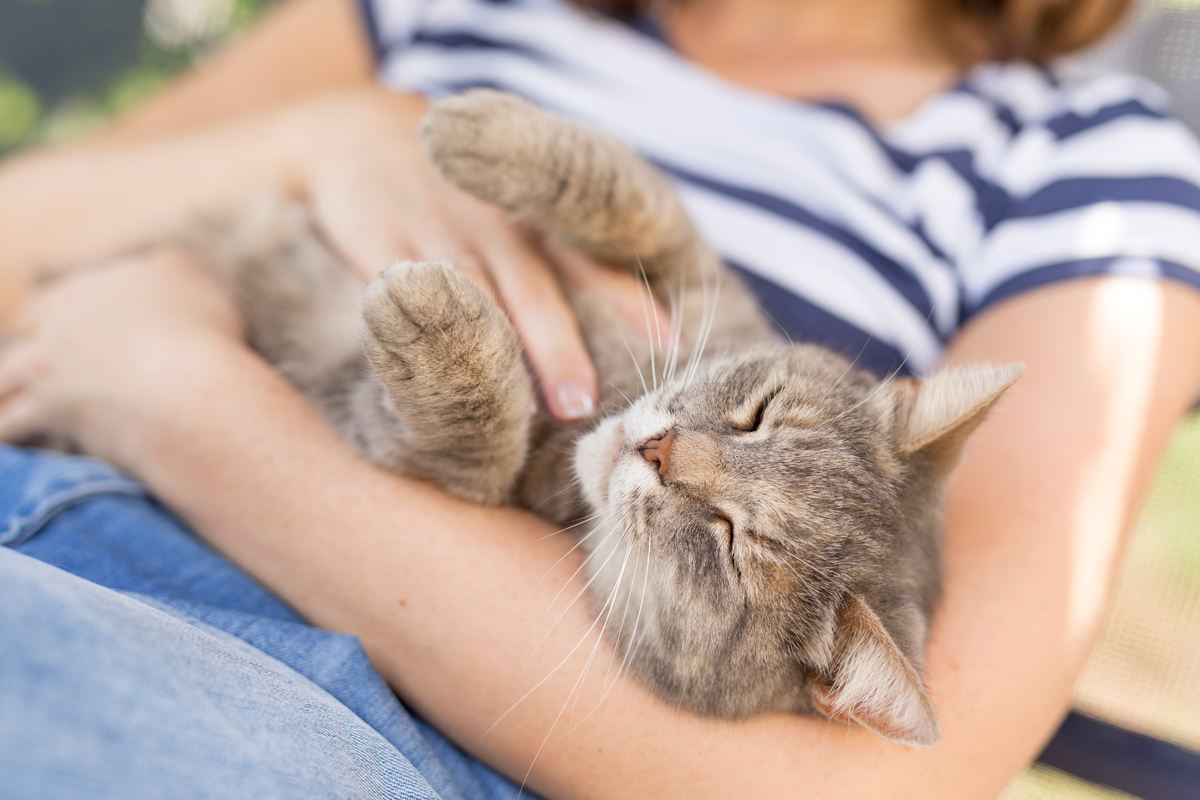 A cat laying on its owner on its back being petted 