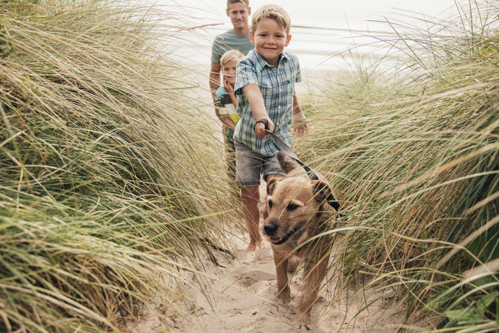 Dog on the beach