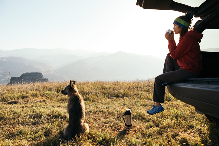 Dog on walking holiday