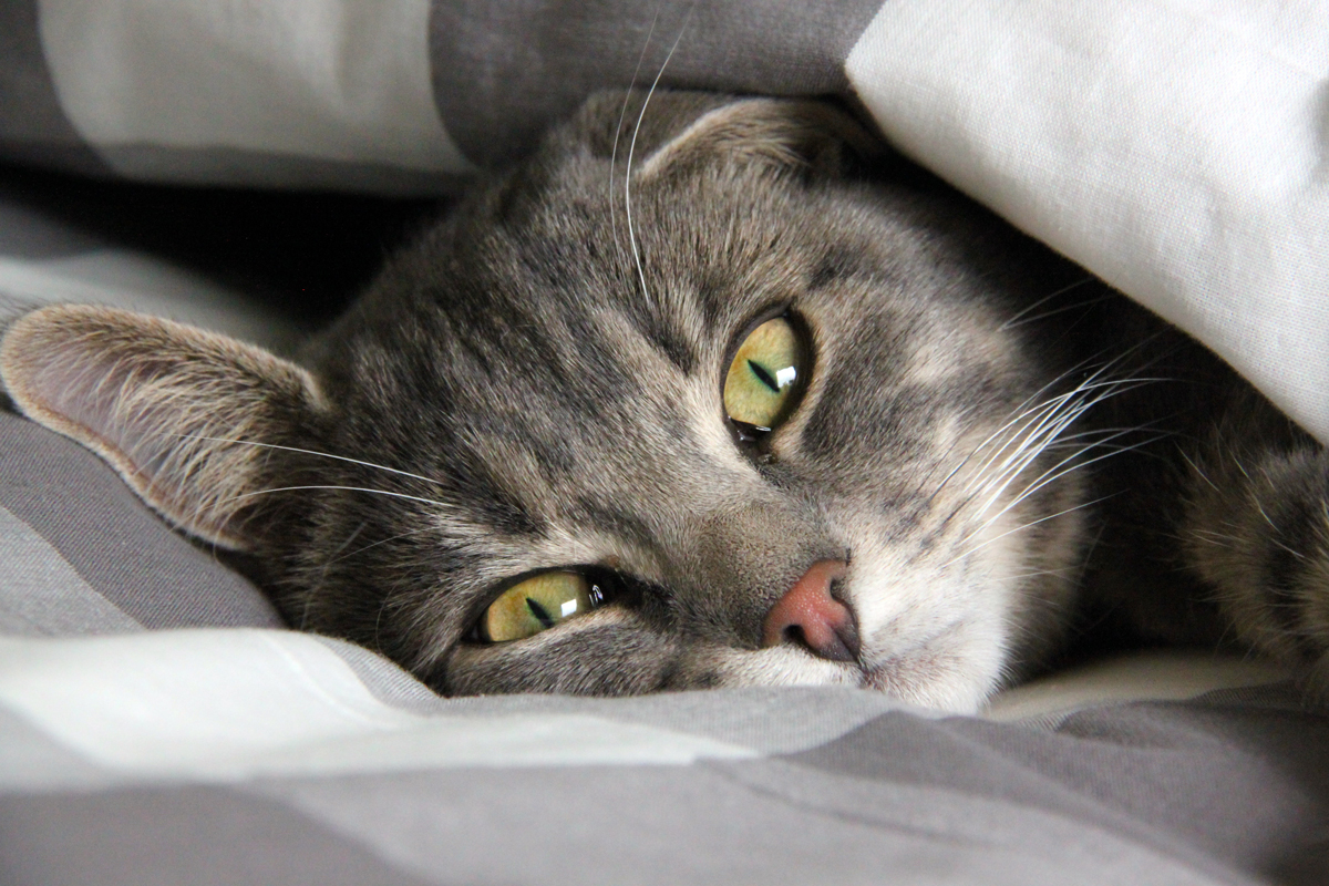 An older cat sleeping under a duvet