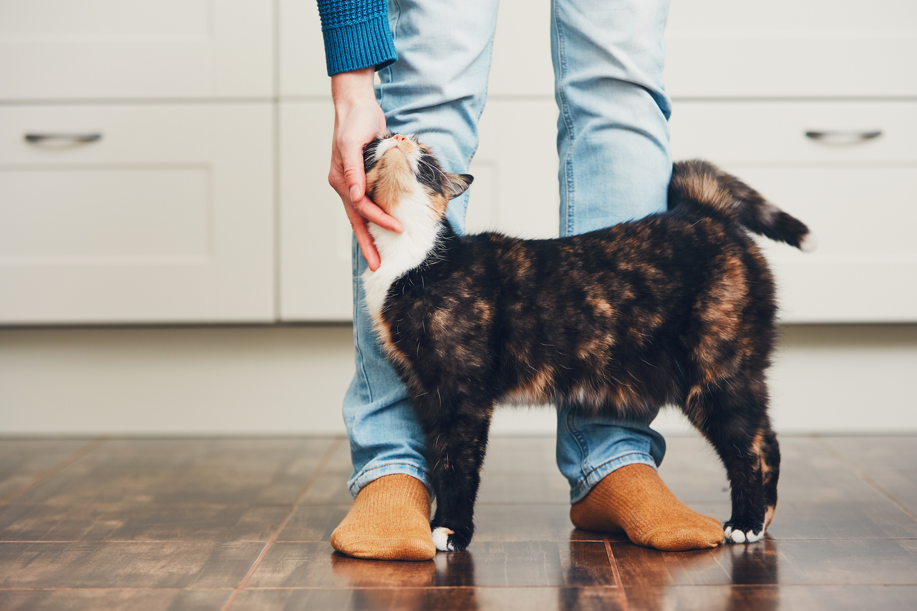 An owner reaching down to stroke an older cat