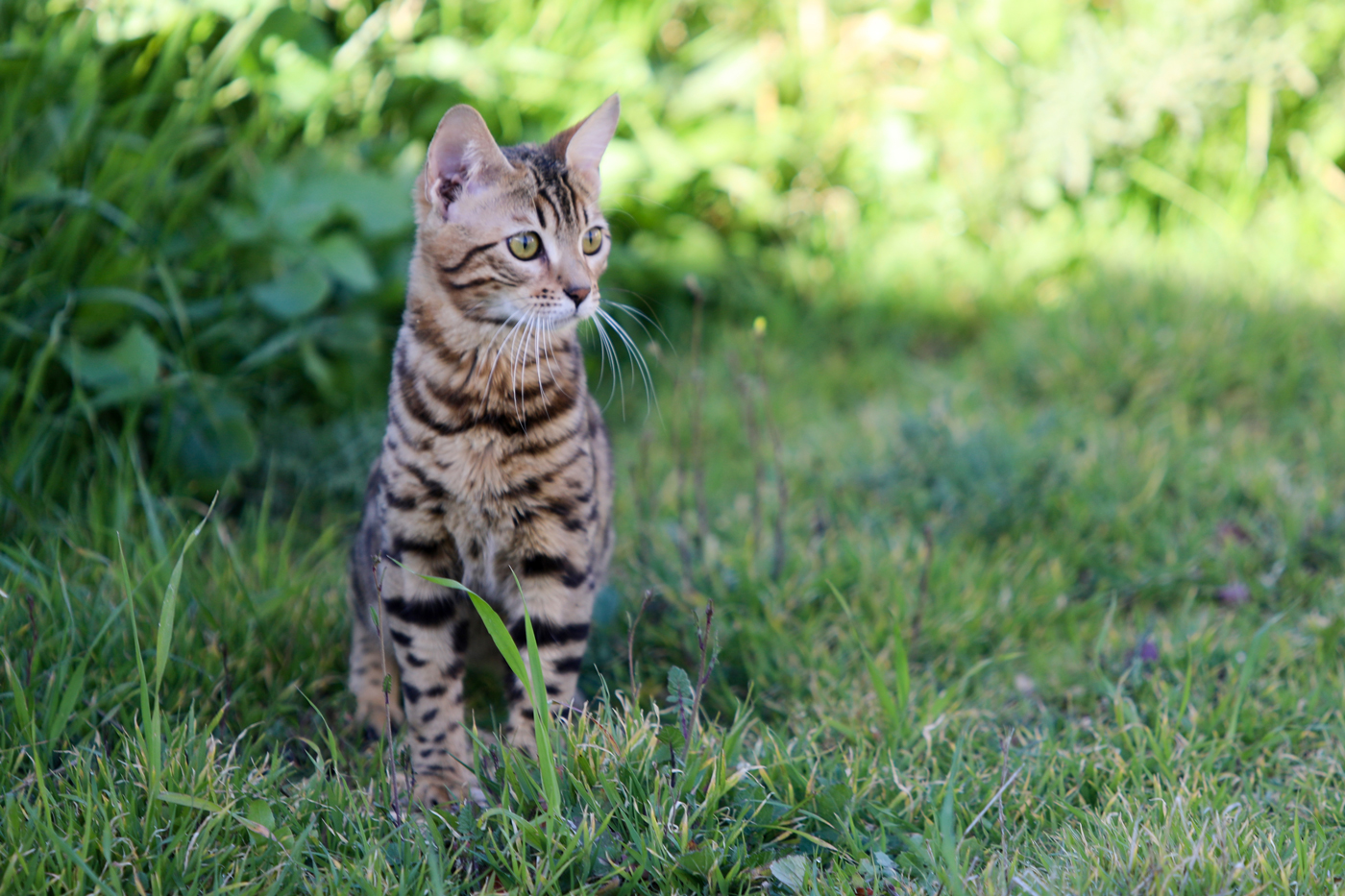 A senior cat with FIV sitting in a grassy garden on a sunny day