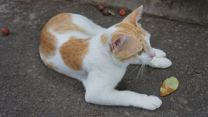 Three-legged cat relaxing