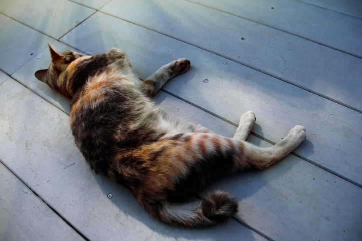 Three legged cat relaxing