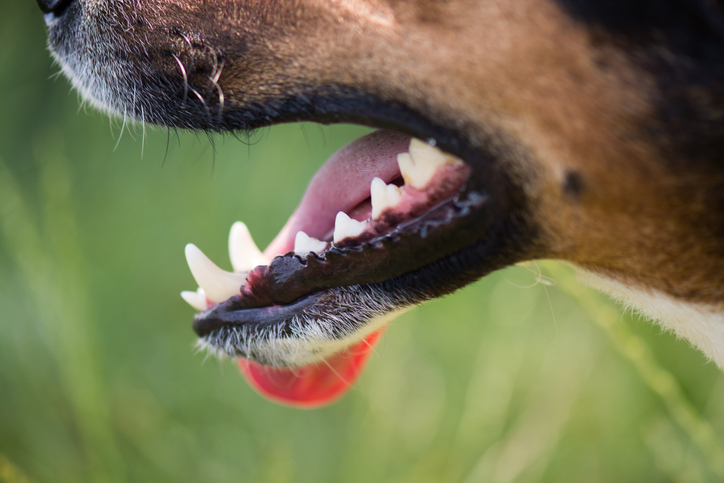 Dog teeth