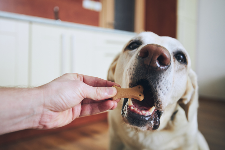 Dog chewing treat