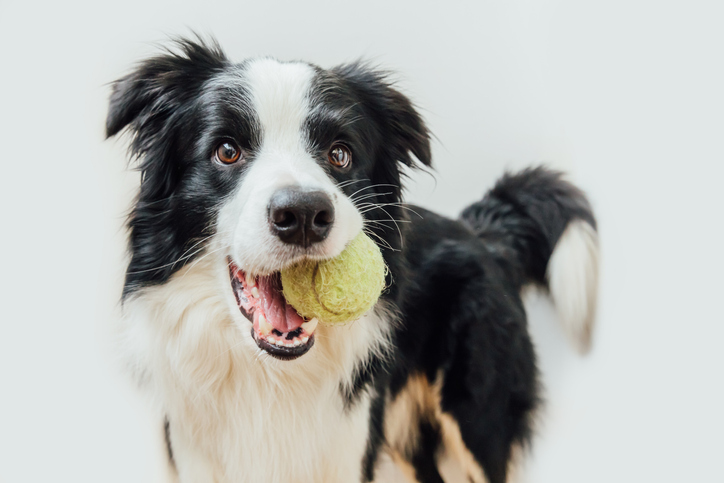 Dog playing with ball