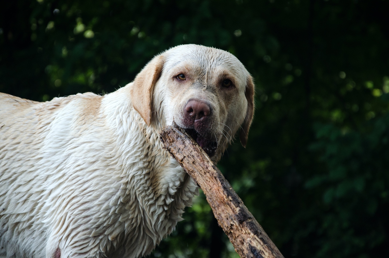 Dog chewing stick