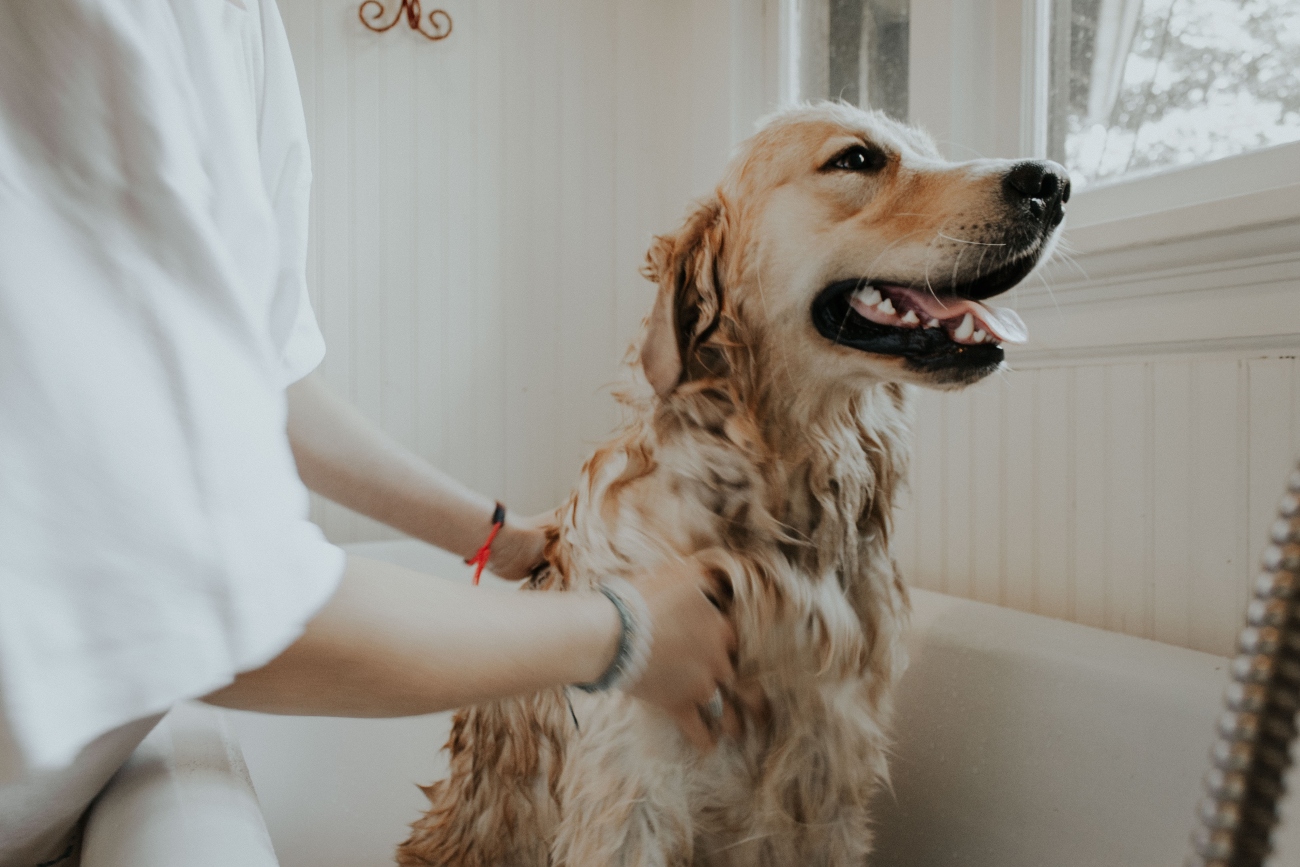 Golden retriever in bath