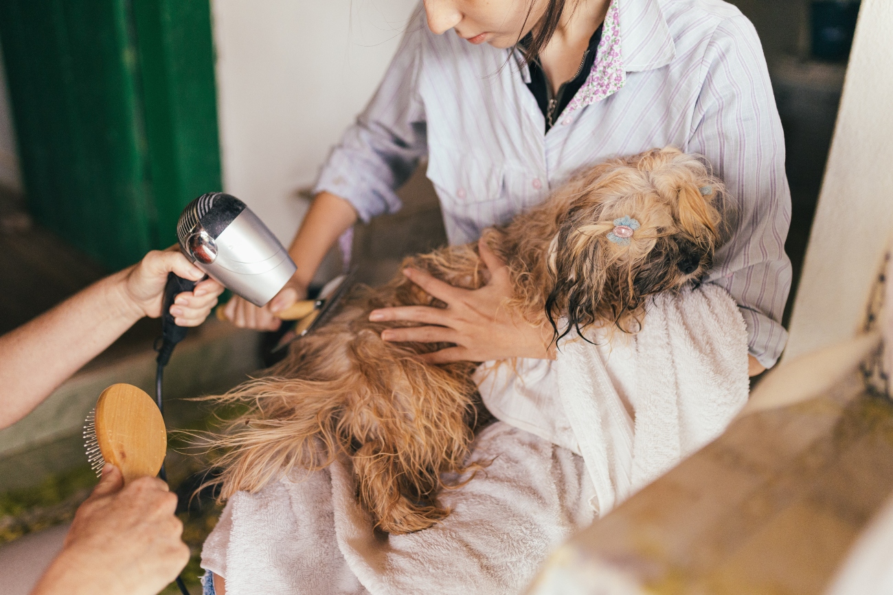 Hairdrying dog