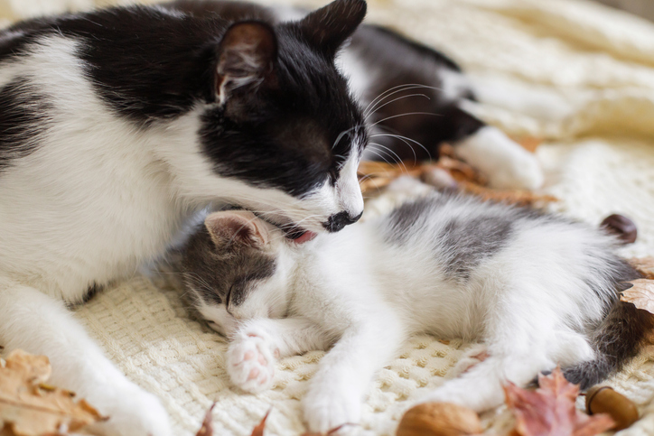 Cat and Kitten