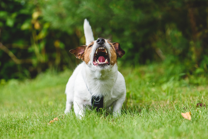 Jack russell