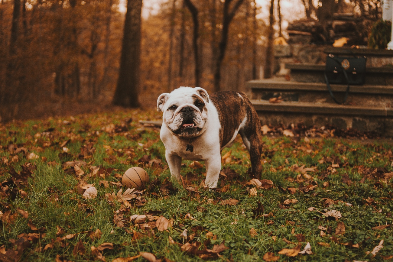 English Bulldog with ball