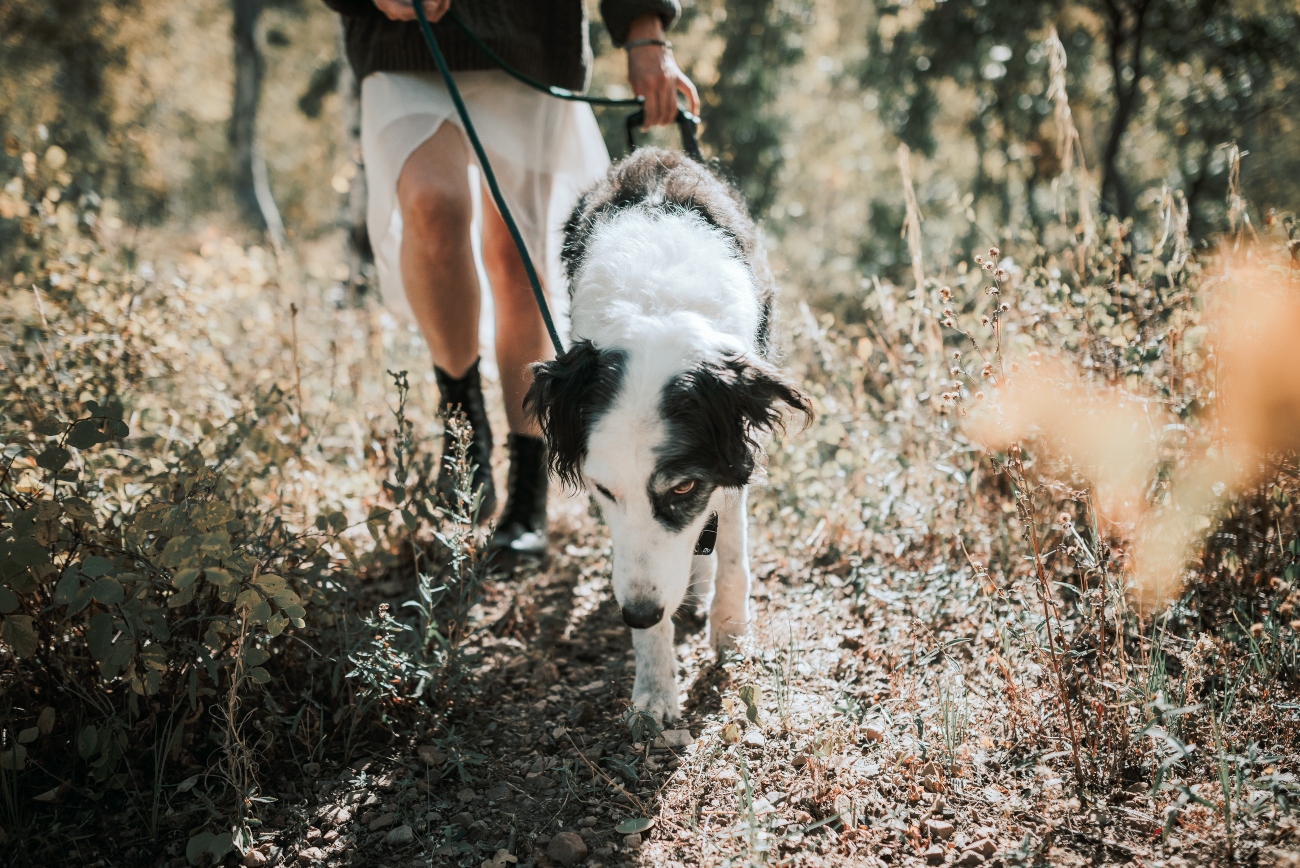 Dog on lead