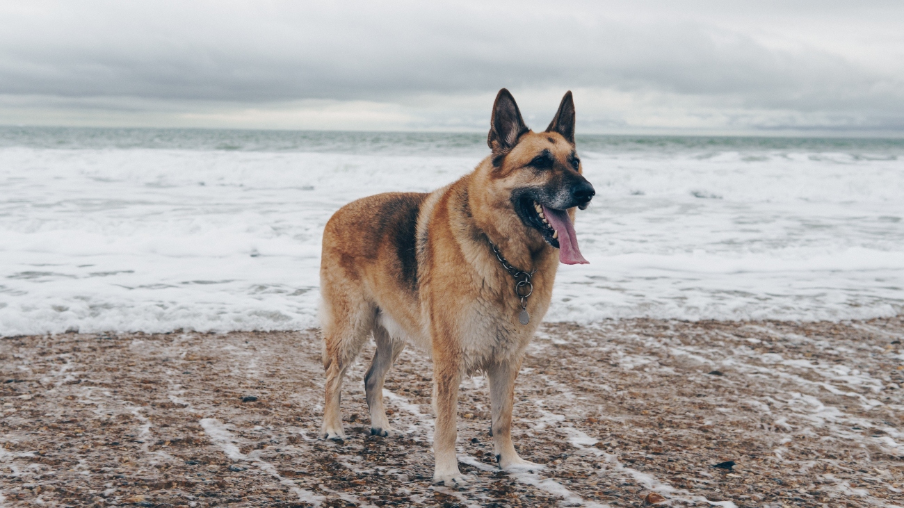 German shepherd on beach
