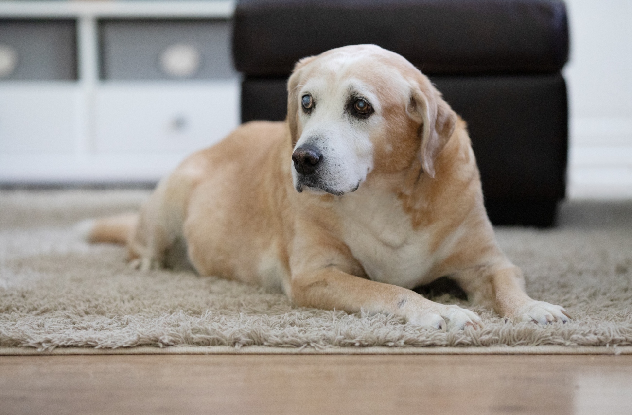 Older Golden Retriever