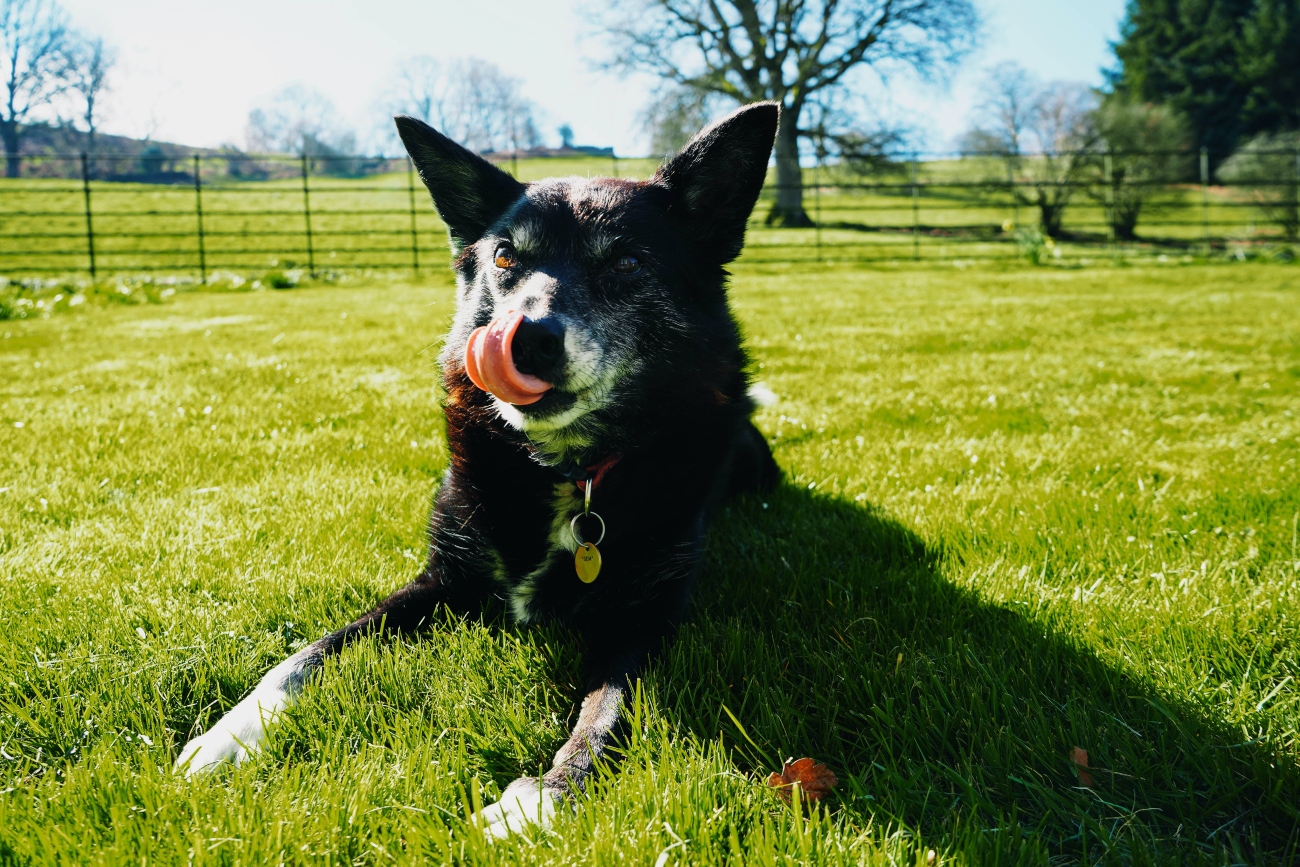 Older dog on grass