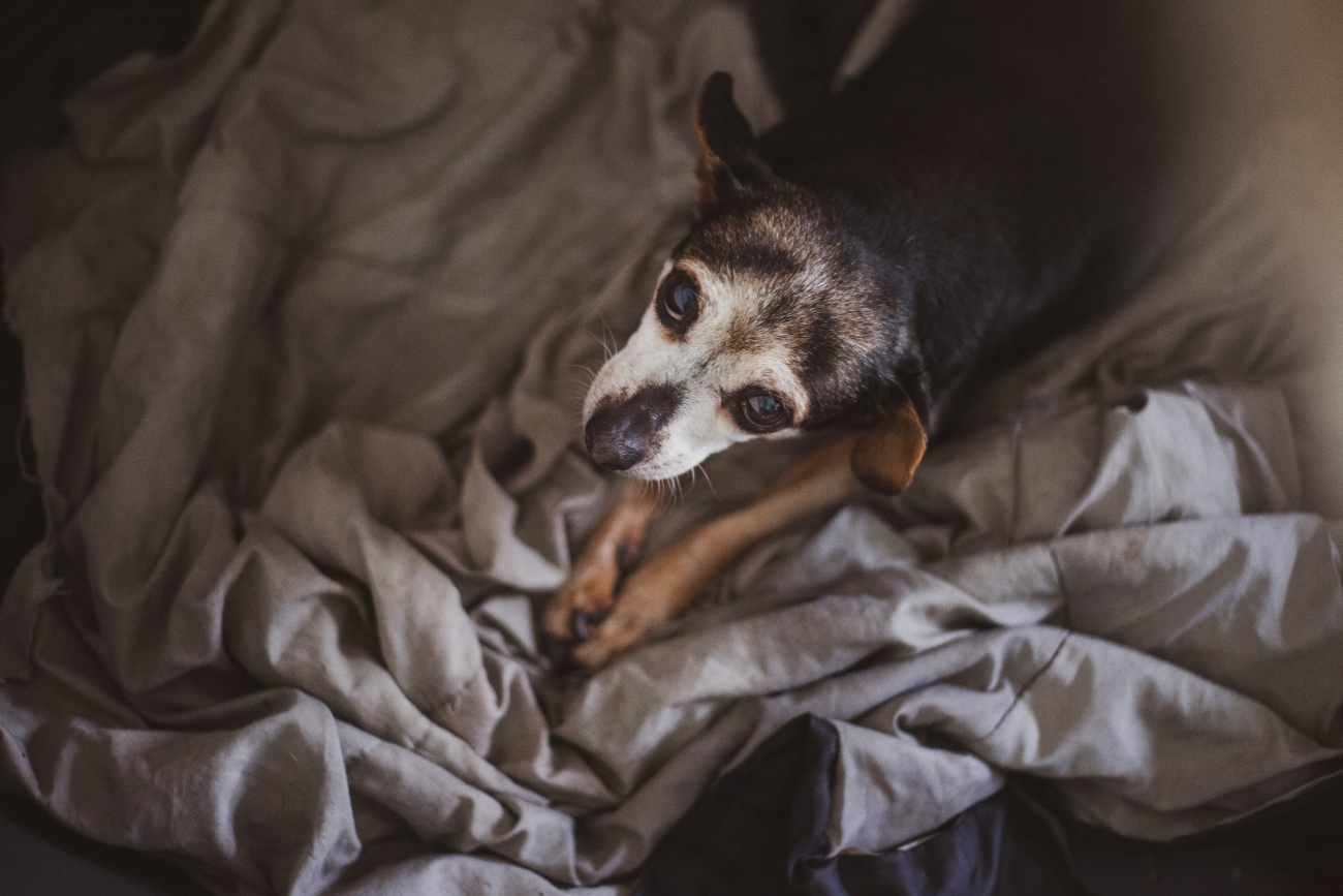 Senior dog on blanket