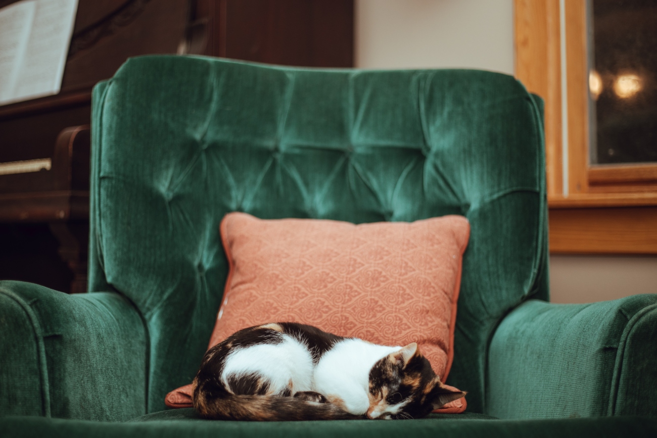 Cat asleep on arm chair