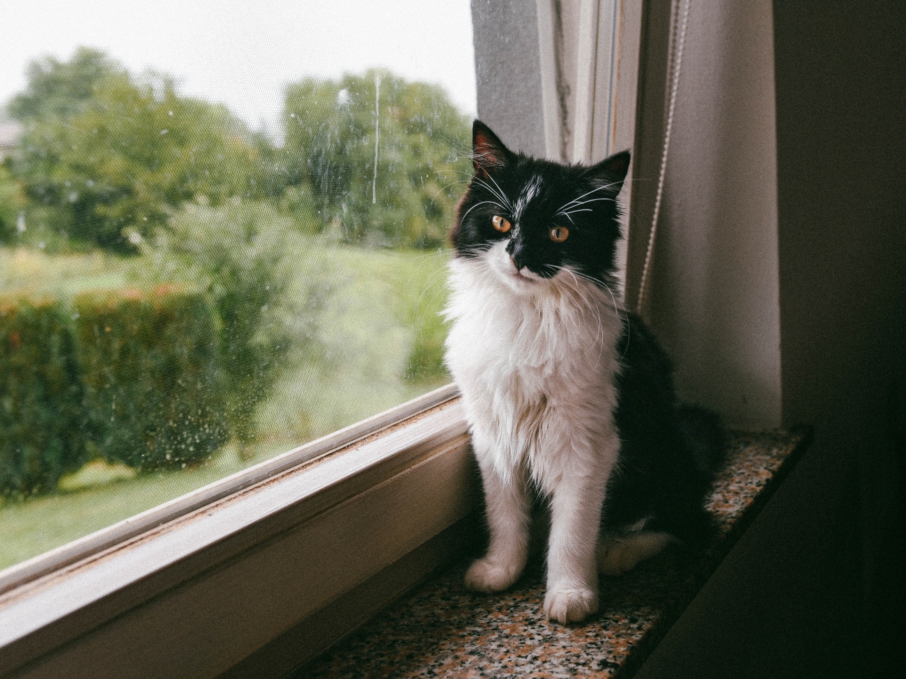 Cat on window sill