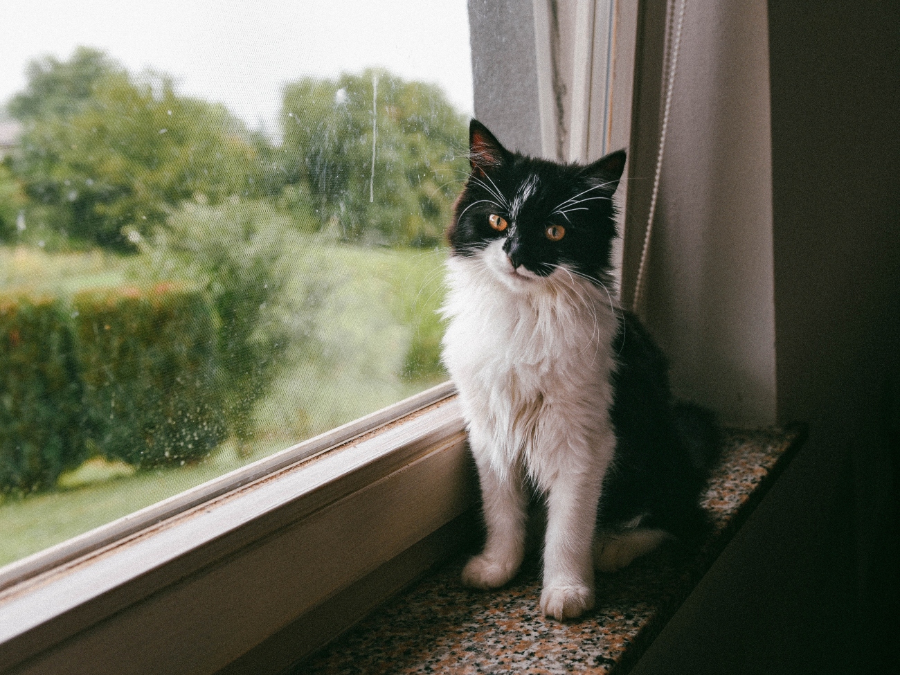 Cat on windowsill