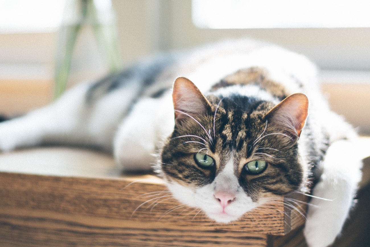 Curious old cat