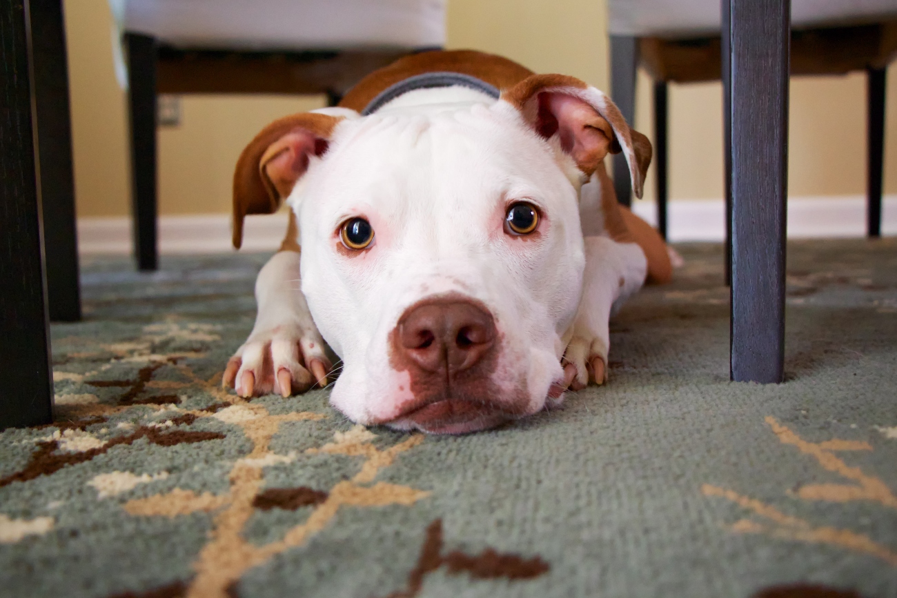 Dog lying on carpet