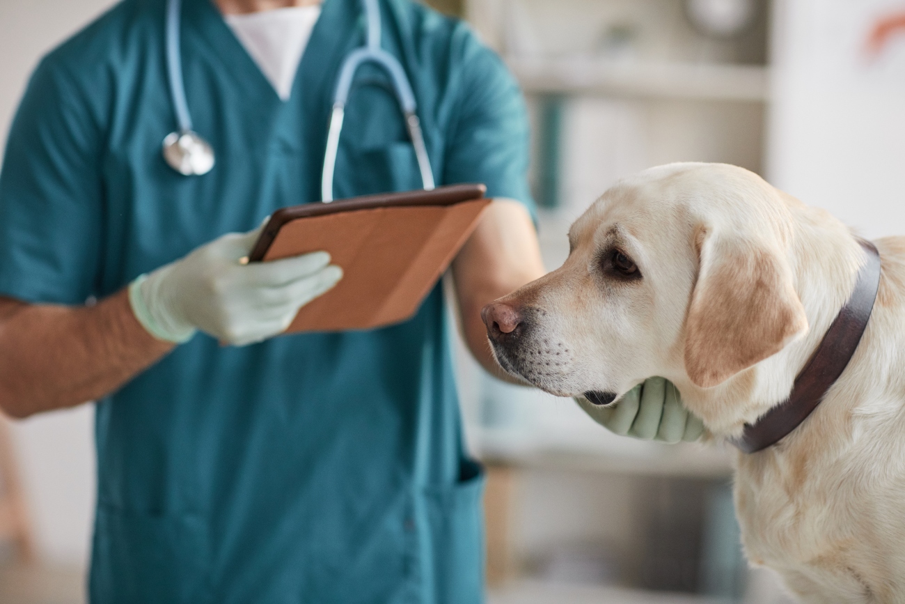 Dog at vet