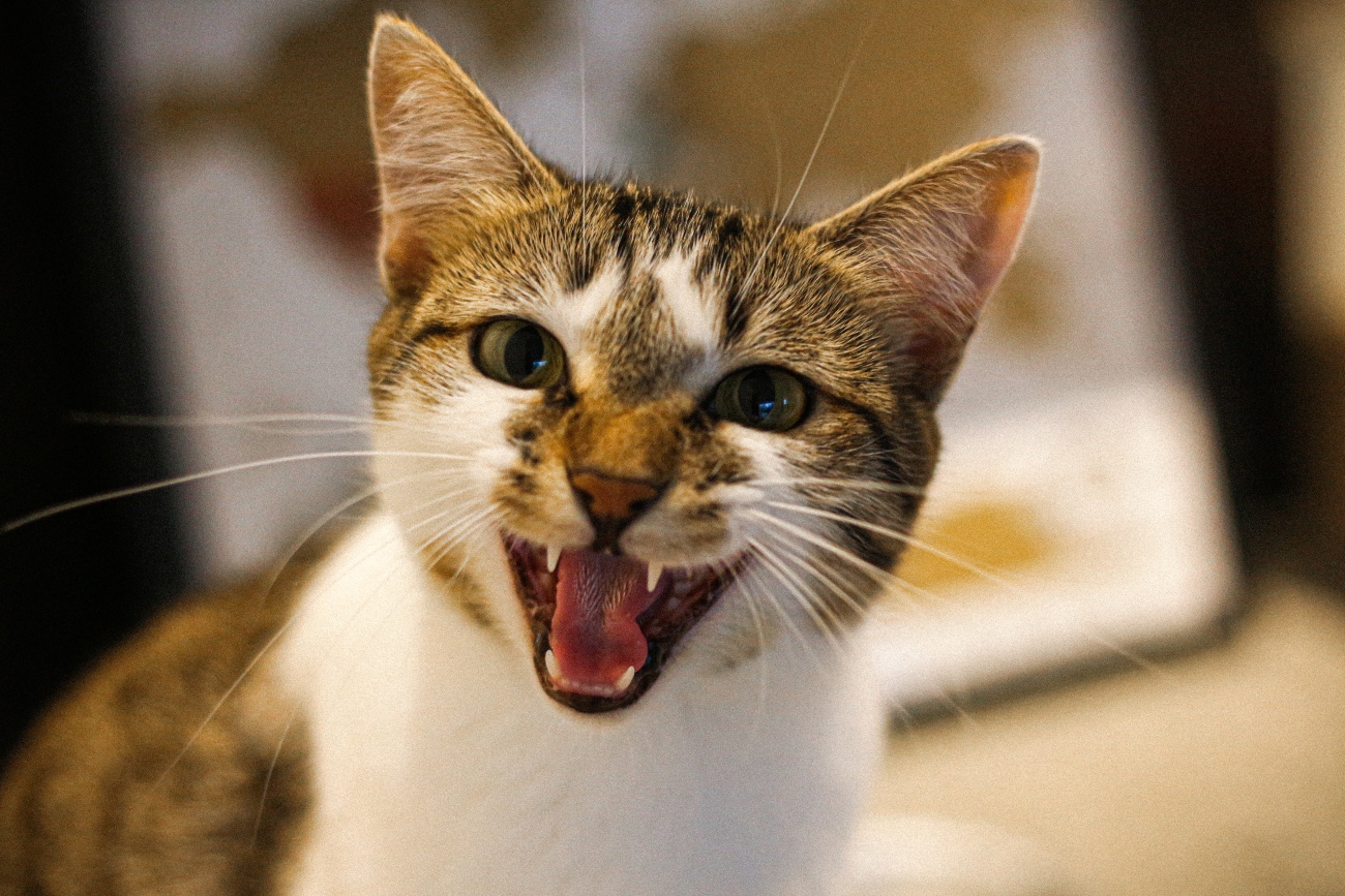 How to Calm an Angry Cat