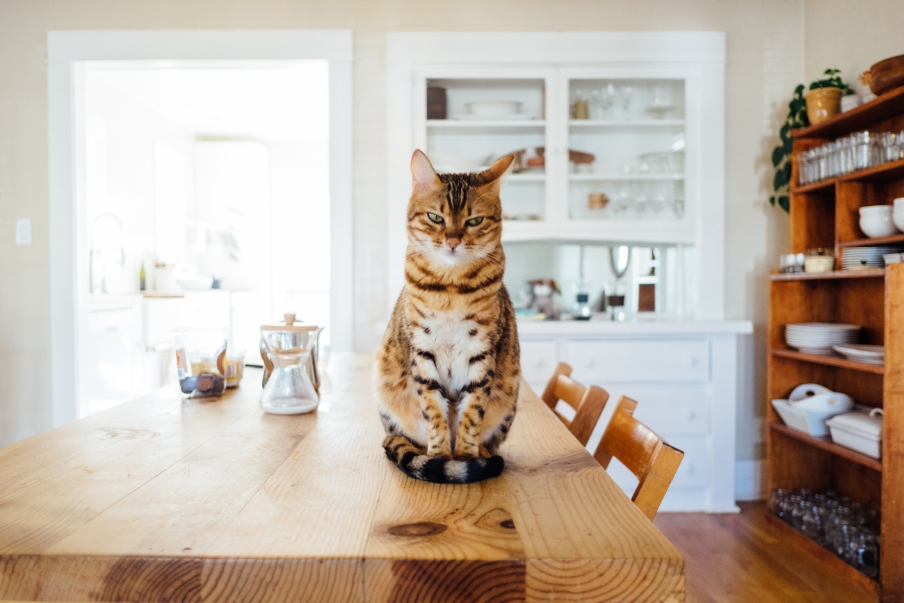 Cat on table