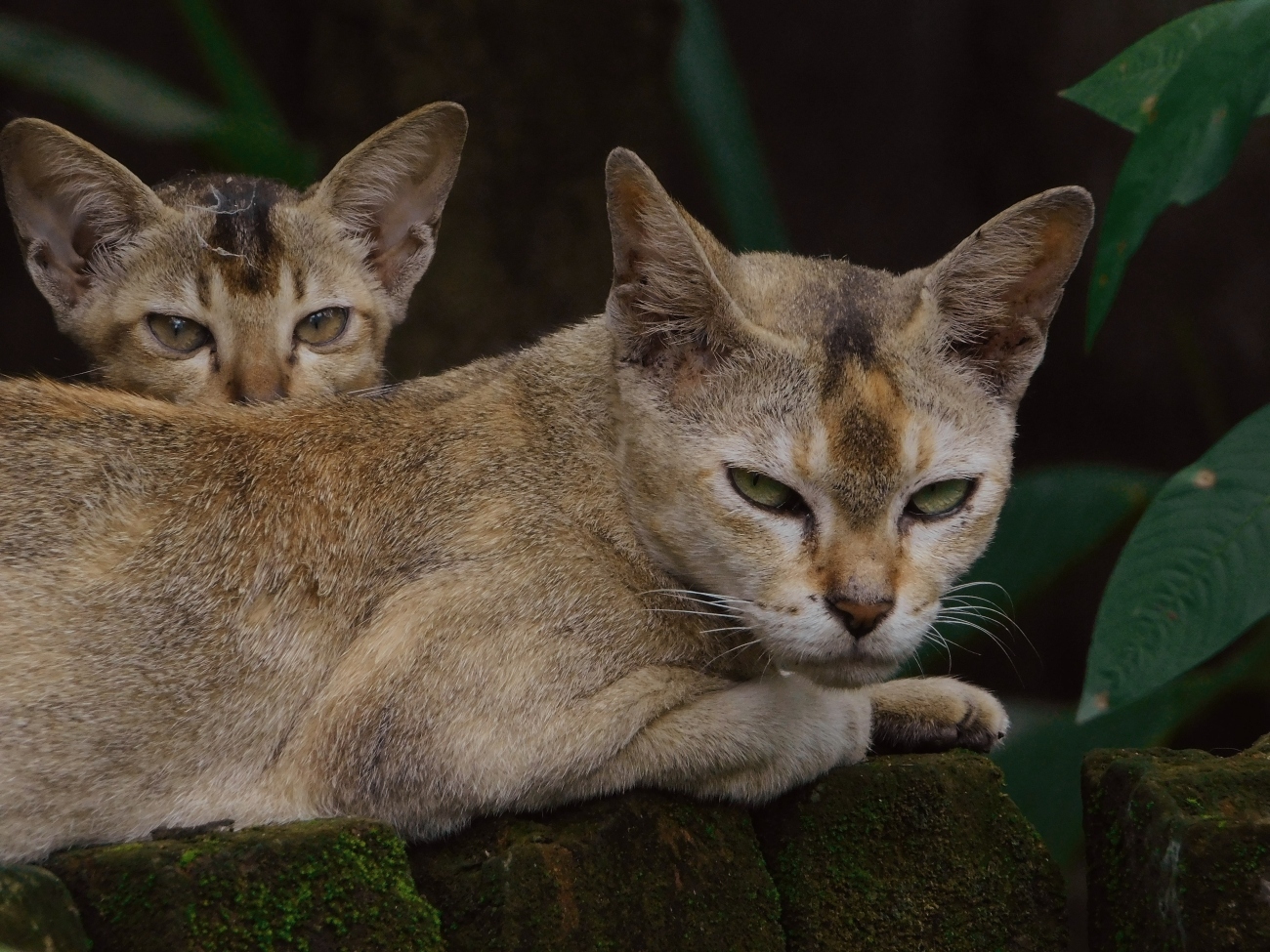 Angry meow  Kitty, Angry, Cats