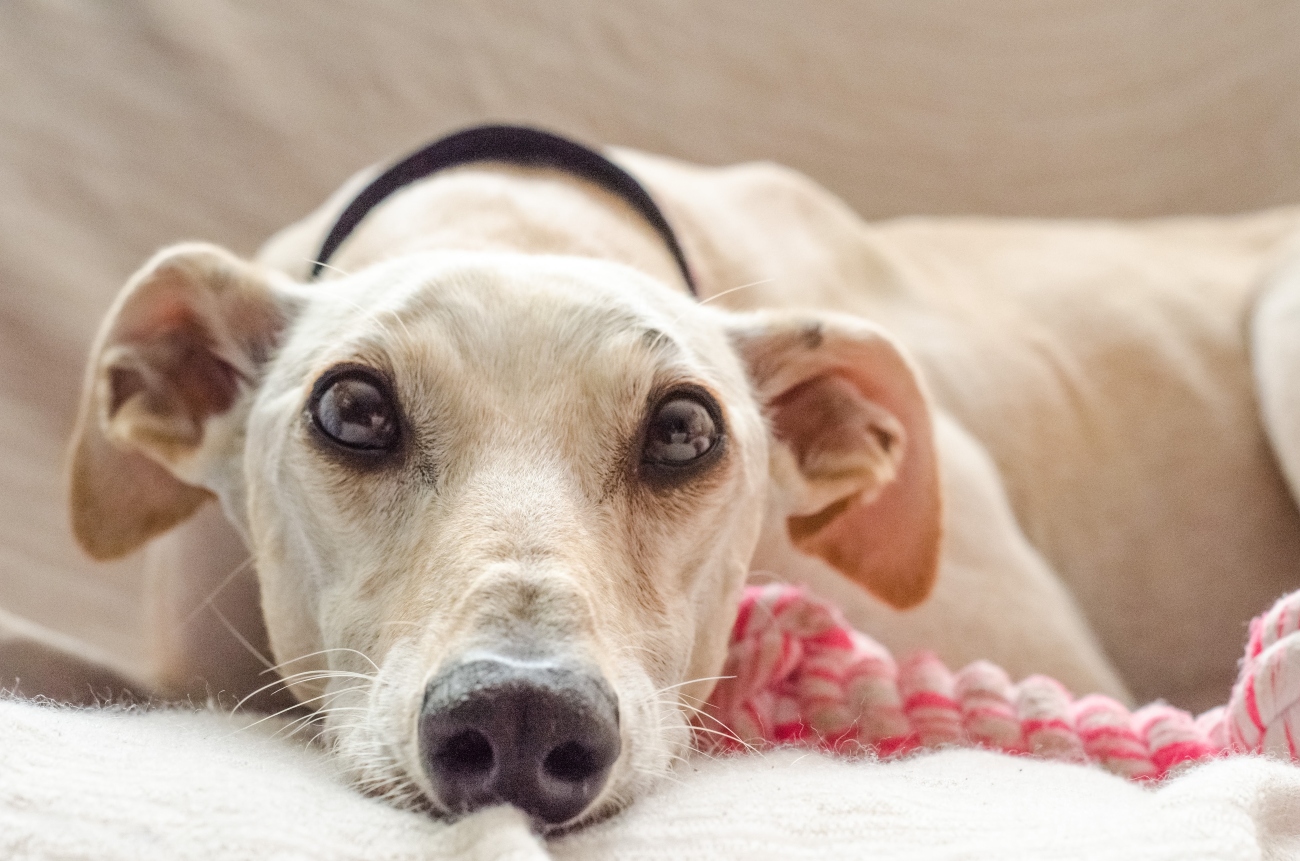 Greyhound with floppy ears