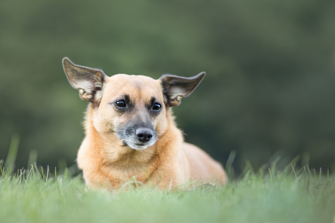 Dog in field