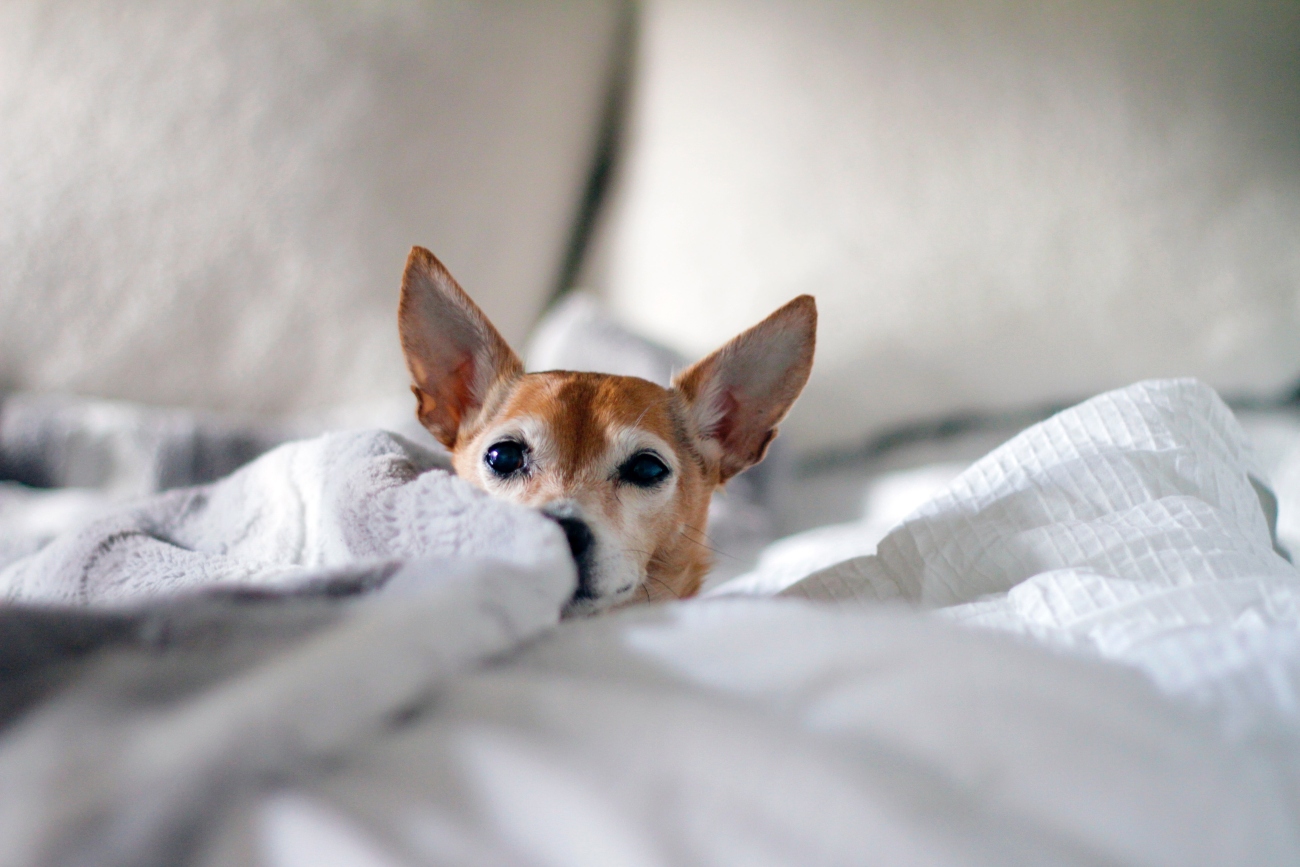 Dog in bed