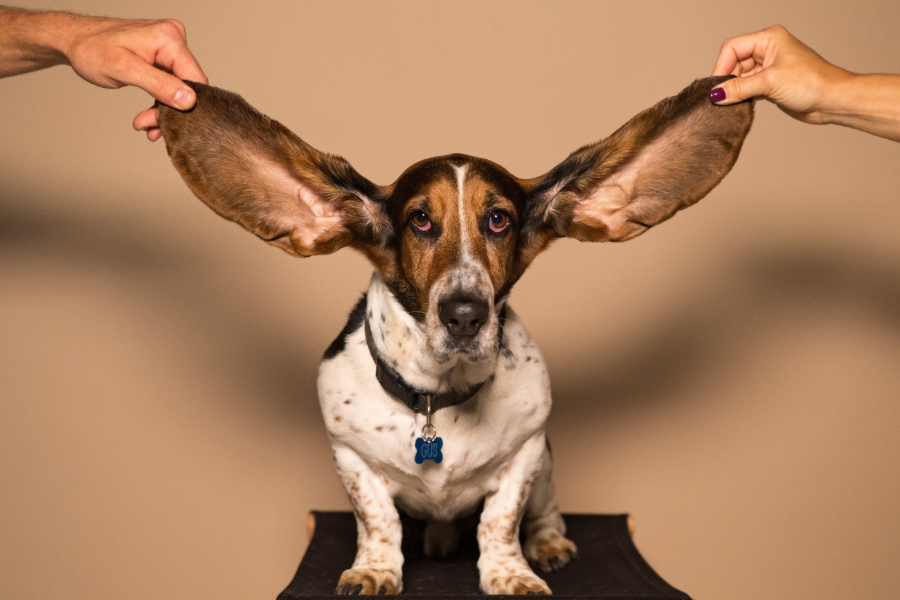 Dog with big ears