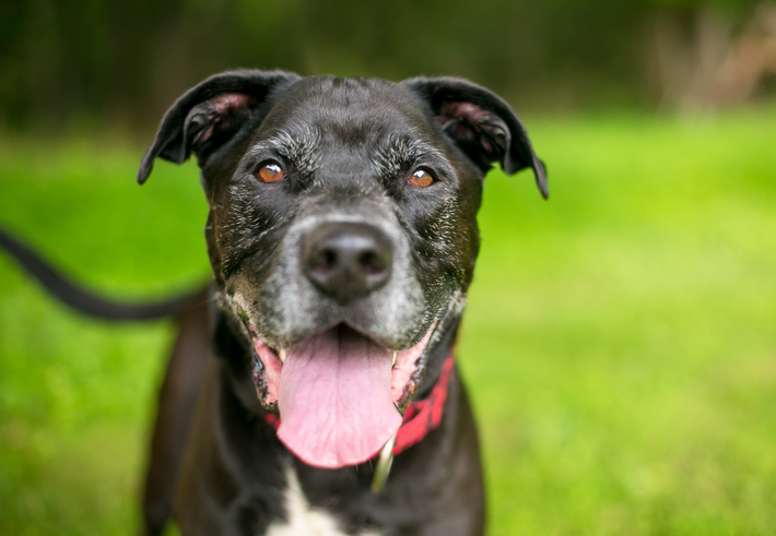 Senior Happy Dog