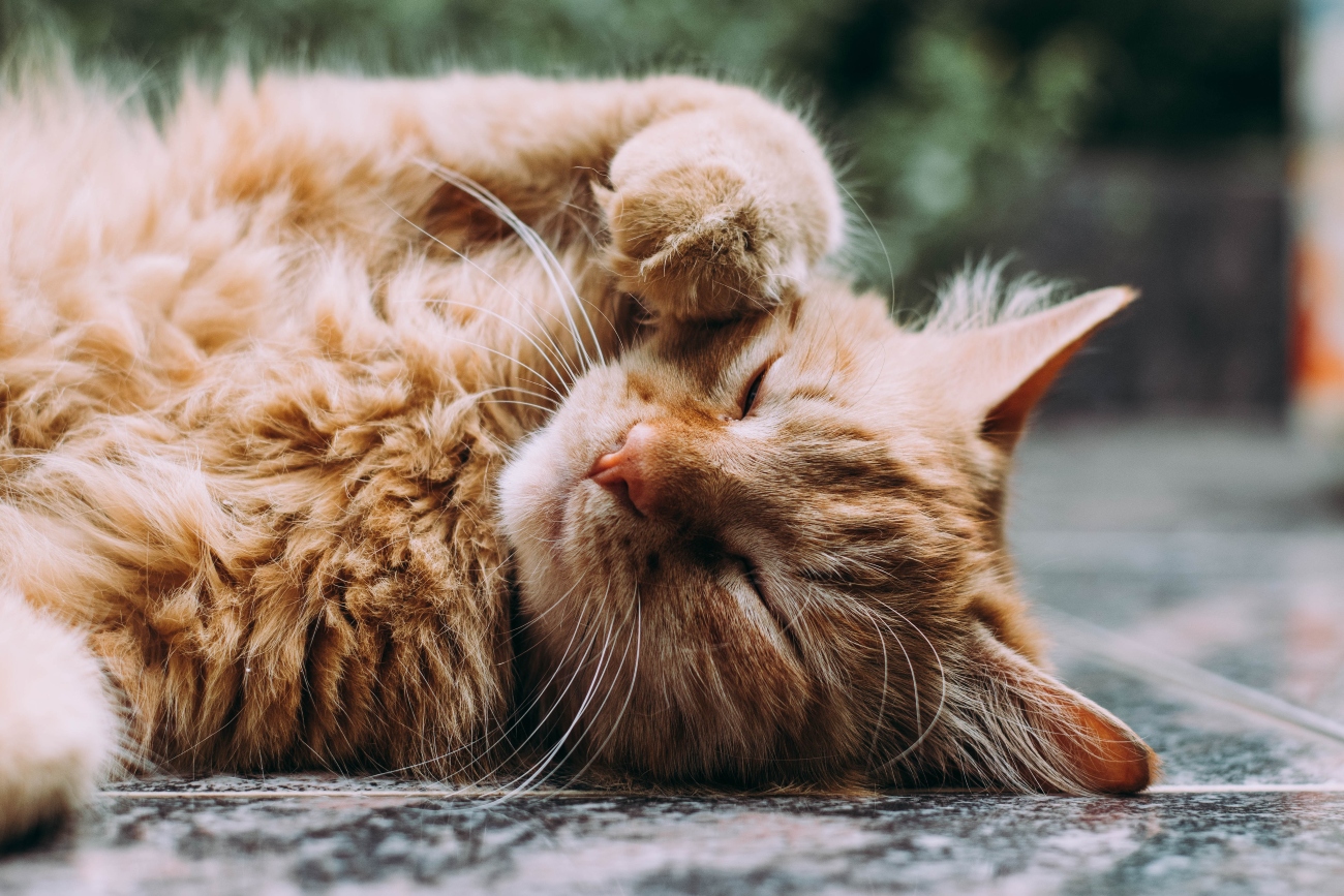 Ginger fluffy cat