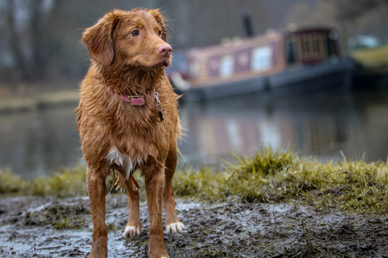 Wet dog