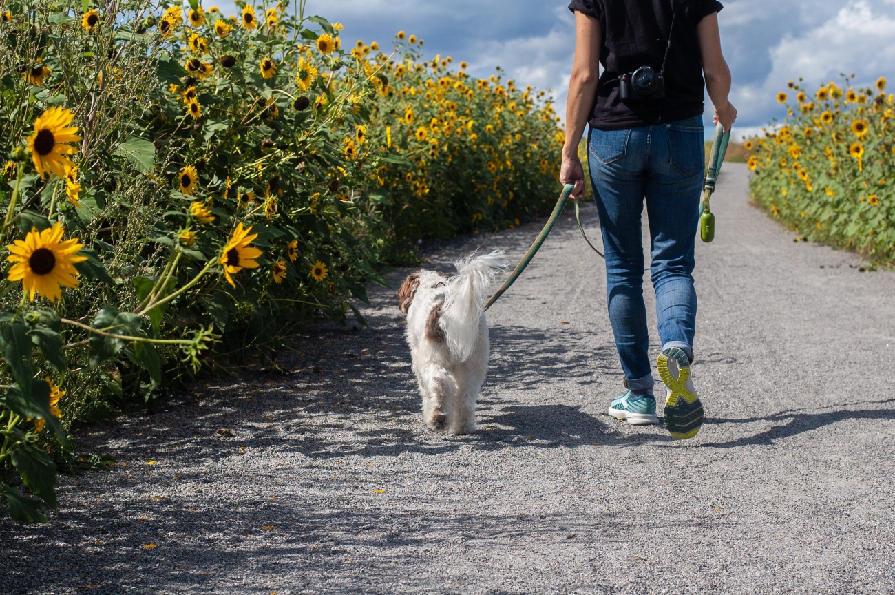 Dog on walk