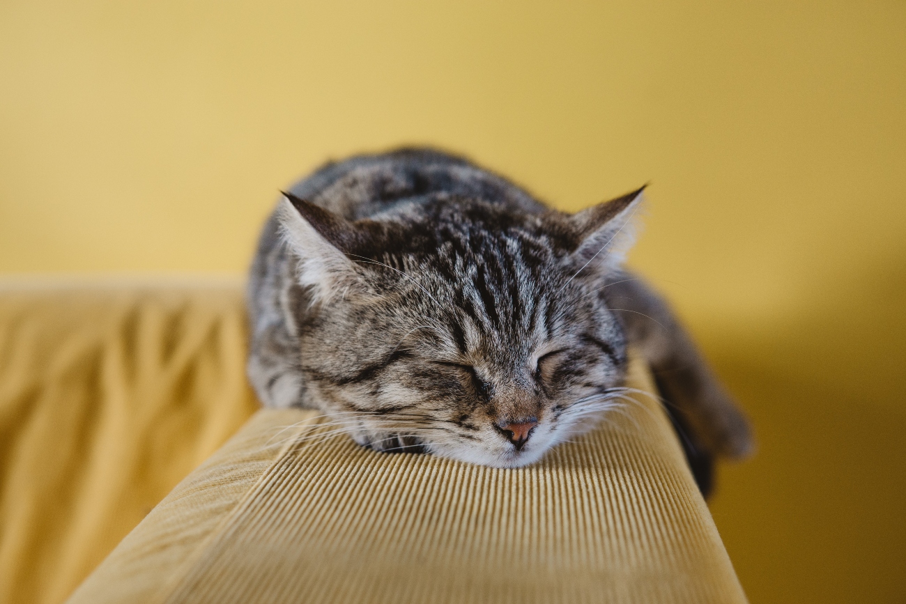 Lazy Cat