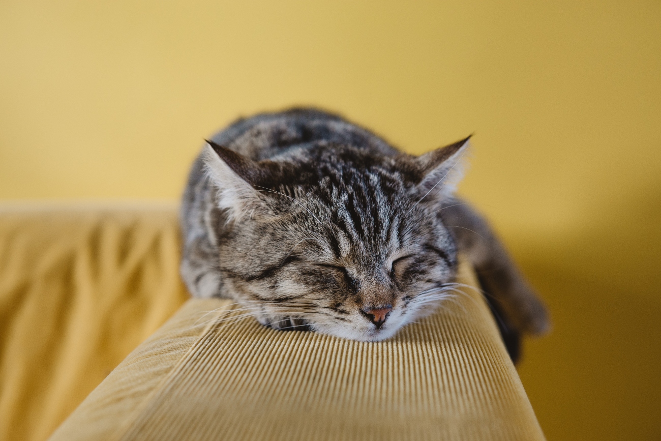 Sleeping cat