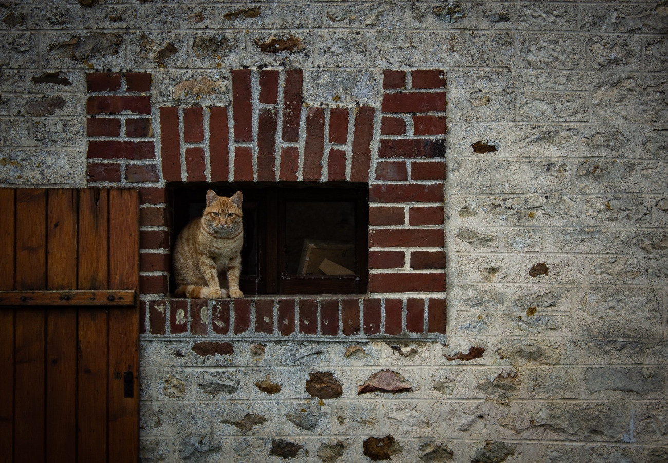 Ginger cat