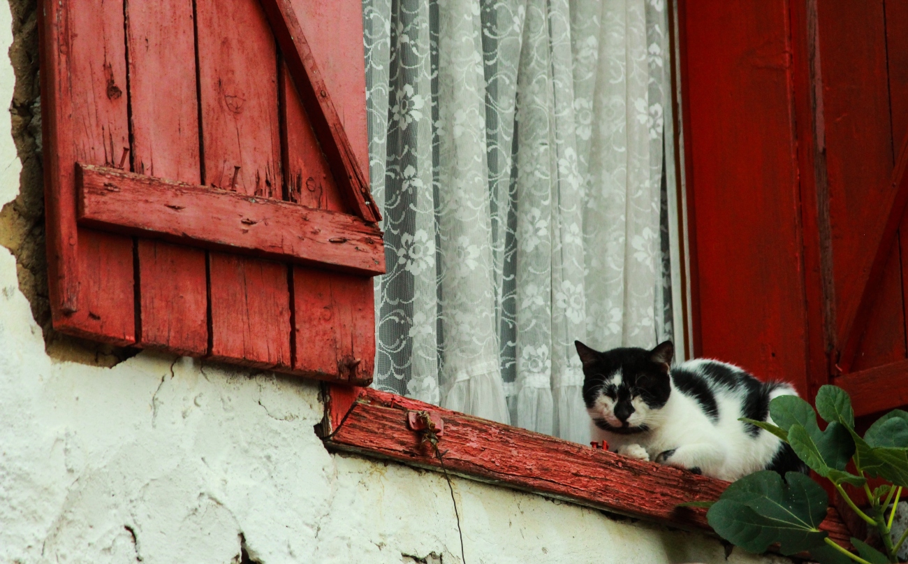 Cat on window sill