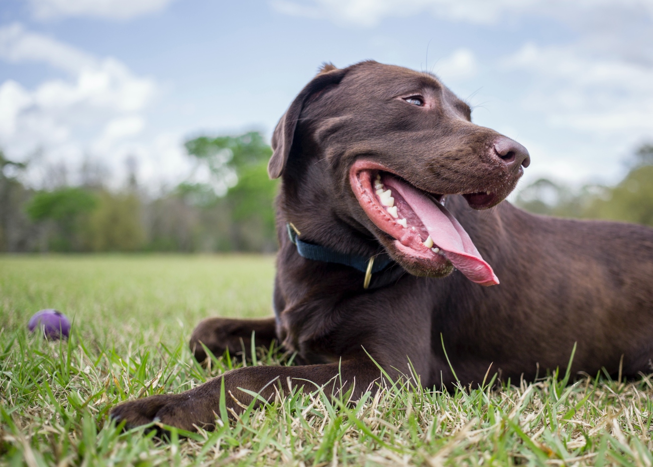 Chocolate lab