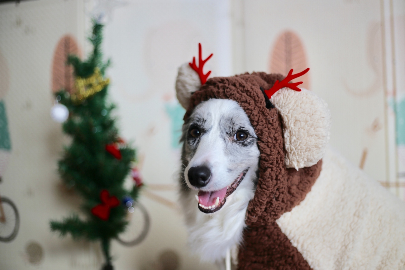 Collie at christmas