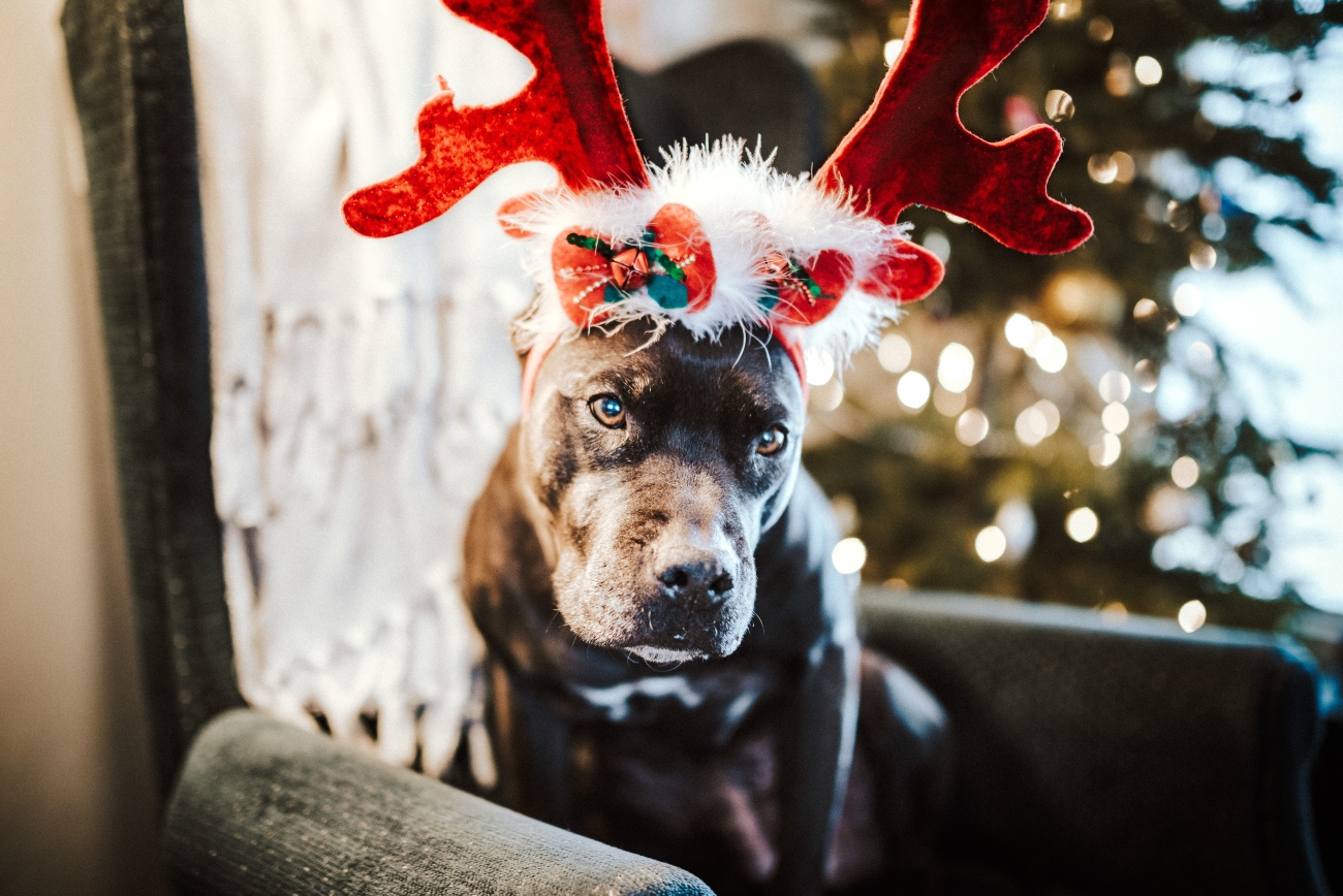 Christmas gifts to help make your older dogs life easier
