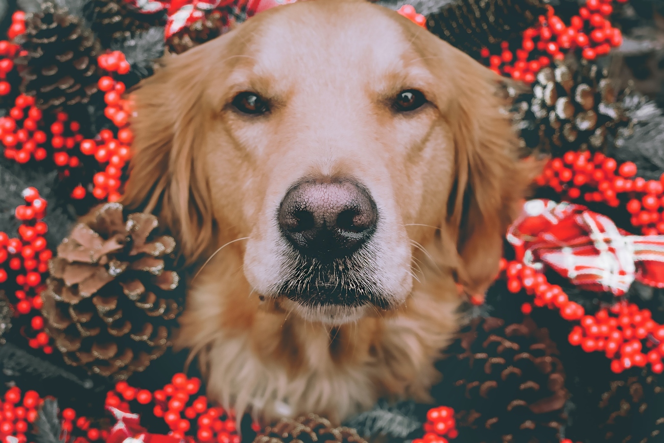 Christmas Golden retriever