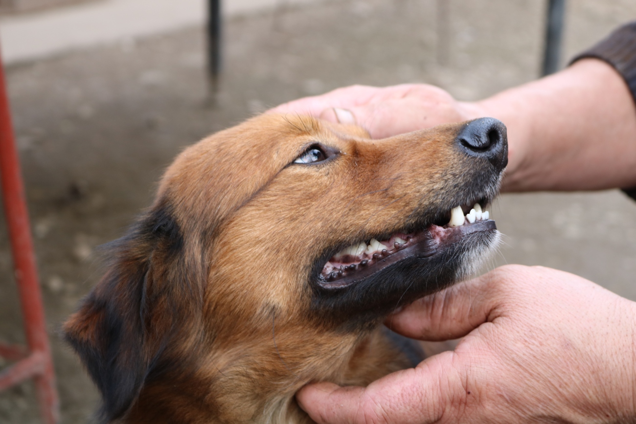 Dog teeth