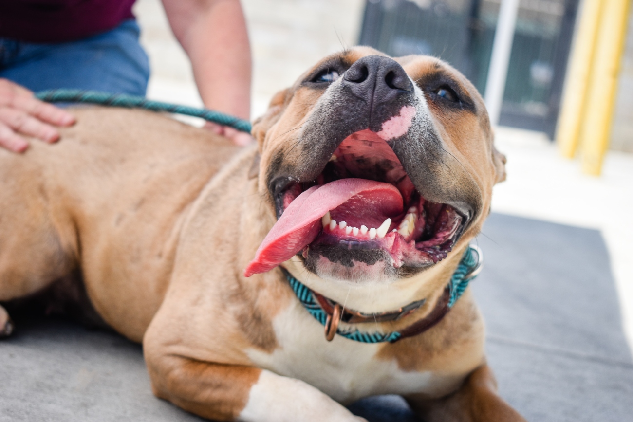 Pitbull teeth