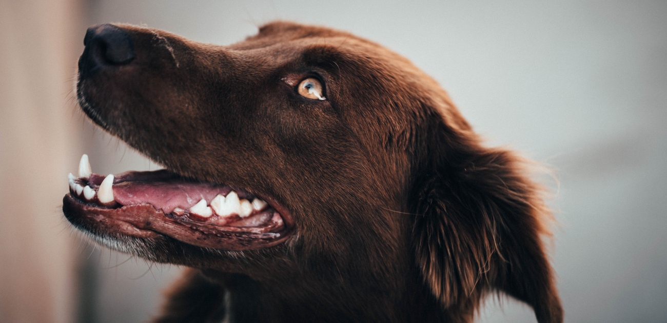 Spaniel teeth